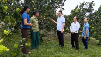 Mô hình trồng bưởi mang lại hiệu quả kinh tế cao của hội viên nông dân xã Yên Thành