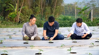 Nâng cao thu nhập nhờ chuyển đổi cây trồng, vật nuôi