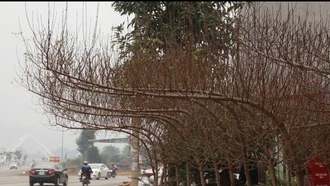 Sắc đào xuân xuống phố