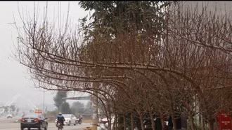 Sắc đào xuân xuống phố