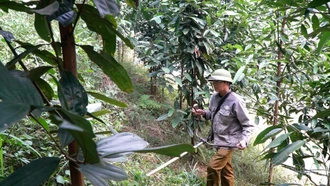 Phát triển rừng vượt kế hoạch - Nền tảng cho sinh kế bền vững