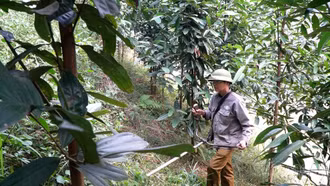 Phát triển rừng vượt kế hoạch - Nền tảng cho sinh kế bền vững