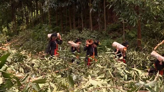 Những phụ nữ Dao cùng nhau thu hoạch vỏ quế tươi.