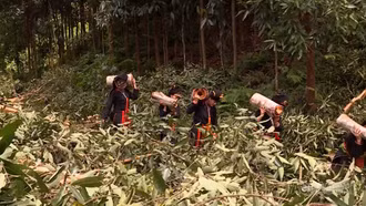 Những phụ nữ Dao cùng nhau thu hoạch vỏ quế tươi.