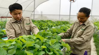 Bài 2: Xây dựng chuỗi giá trị: Vai trò của hợp tác xã nông nghiệp đang ở đâu?