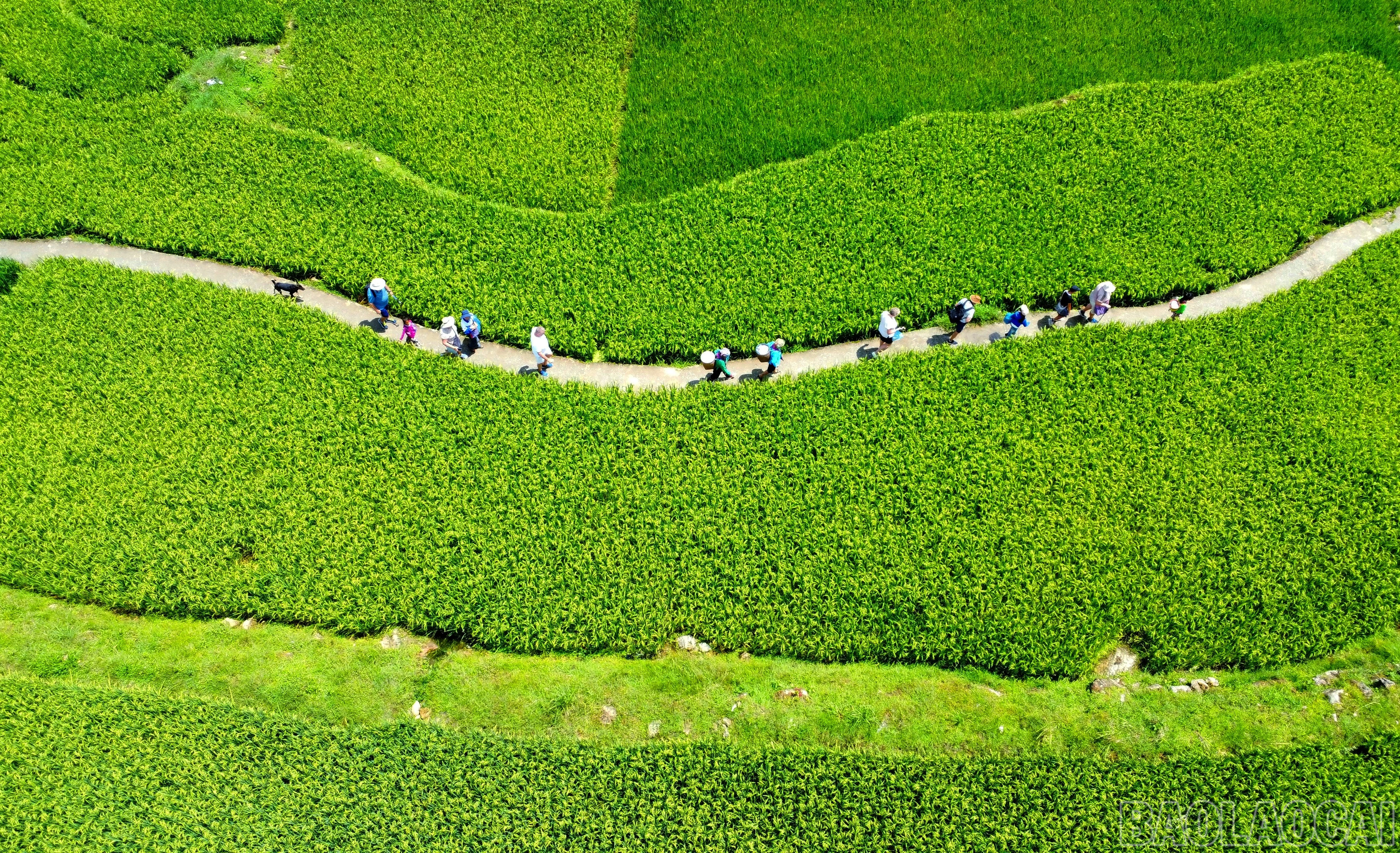 Sức hấp dẫn từ thiên nhiên hoang sơ và văn hóa giàu bản sắc tạo ấn tượng tốt đẹp trong lòng du khách. Đó là lý do Tả Van được đánh giá là một trong những ngôi làng trên đỉnh đồi đẹp nhất châu Á. baolaocai-br_img-20250802-084449.jpg