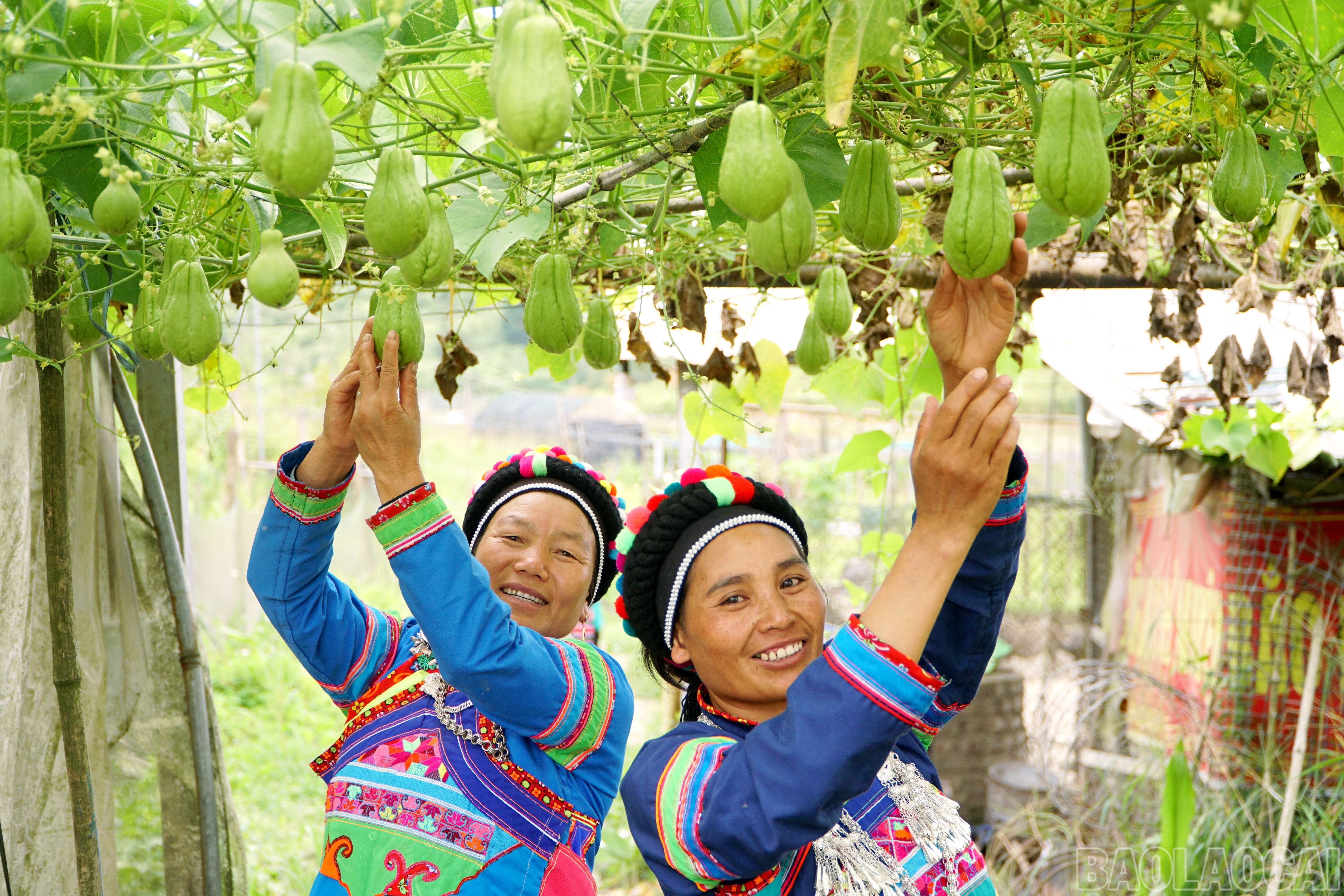 Phụ nữ người Phù Lá rất chăm chỉ lao động. Họ vừa canh tác giỏi vừa chu toàn việc nhà. baolaocai-br_img-20250818-210308.jpg