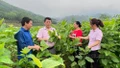 Nguồn vốn ưu đãi: Chìa khóa giúp Bảo Yên giảm nghèo và phát triển kinh tế