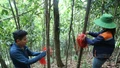 [Ảnh] Ngược dốc đếm cây giải phóng mặt bằng dự án đường sắt Lào Cai - Hà Nội - Hải Phòng