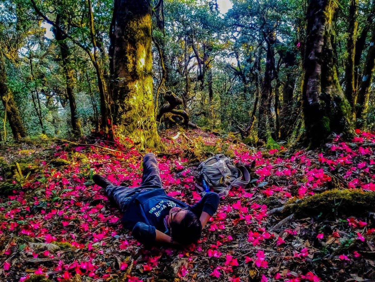 Hành trình chinh phục núi cao đưa người leo đi qua rừng già nhiều tầng sinh thái.