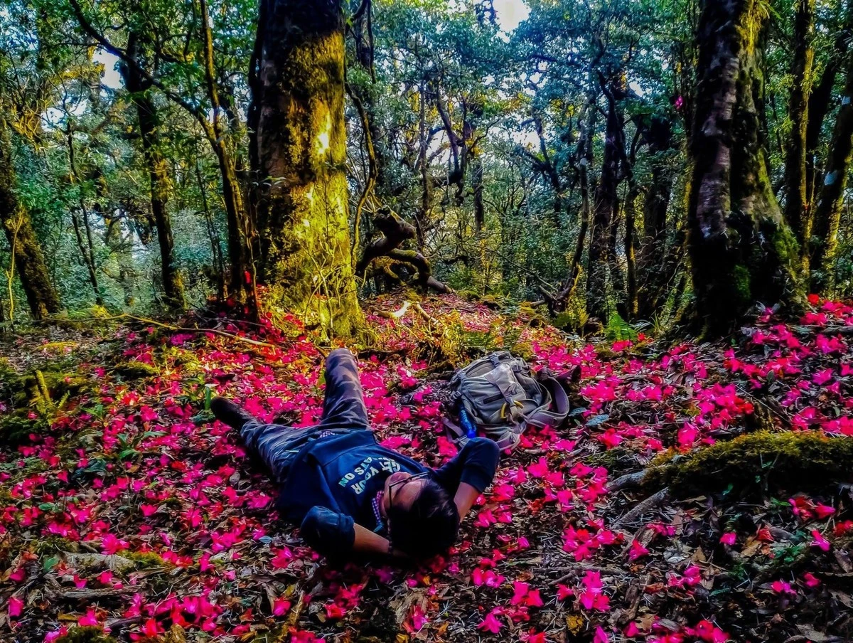 Hành trình chinh phục núi cao đưa người leo đi qua rừng già nhiều tầng sinh thái.