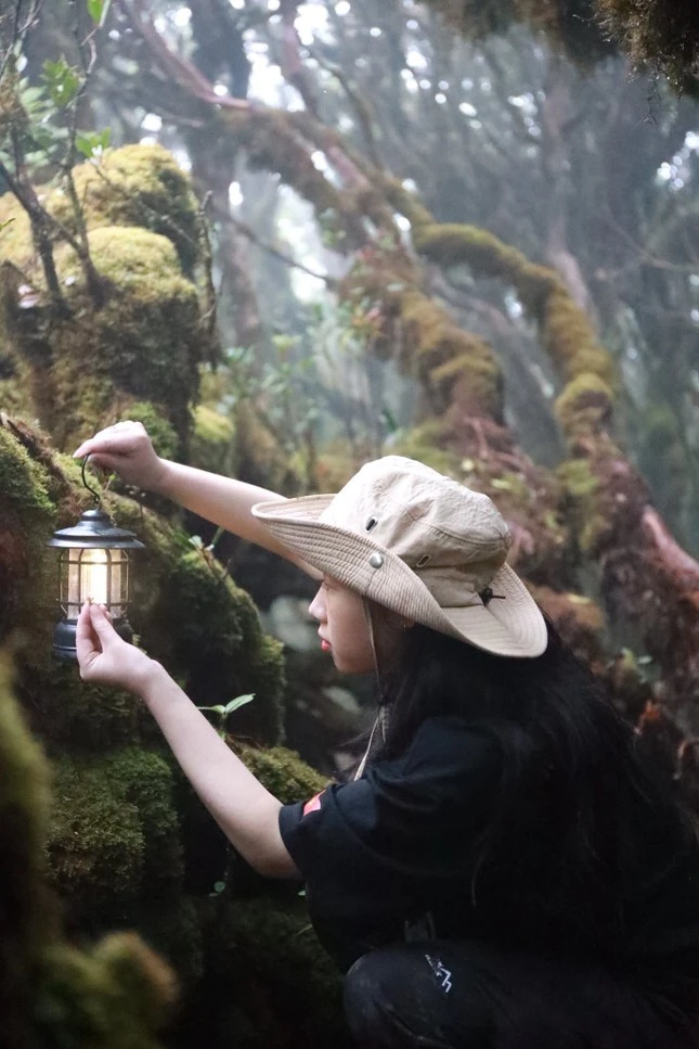 Với những ai muốn thử thách bản thân sẽ chọn đỉnh Fansipan (Lào Cai) - nóc nhà Đông Dương cao 3.143m, leo qua theo đường Trạm Tôn hoặc Cát Cát tùy độ khó mong muốn. Ngoài ra, các đỉnh như Pha Luông (Mộc Châu), Lảo Thẩn (Lào Cai), Tả Liên Sơn (Lai Châu) hay Putaleng, đỉnh cao thứ hai Việt Nam – đều là những hành trình trekking hấp dẫn, đưa bạn trẻ băng qua rừng già, thác nước và những thảm thực vật kỳ thú.