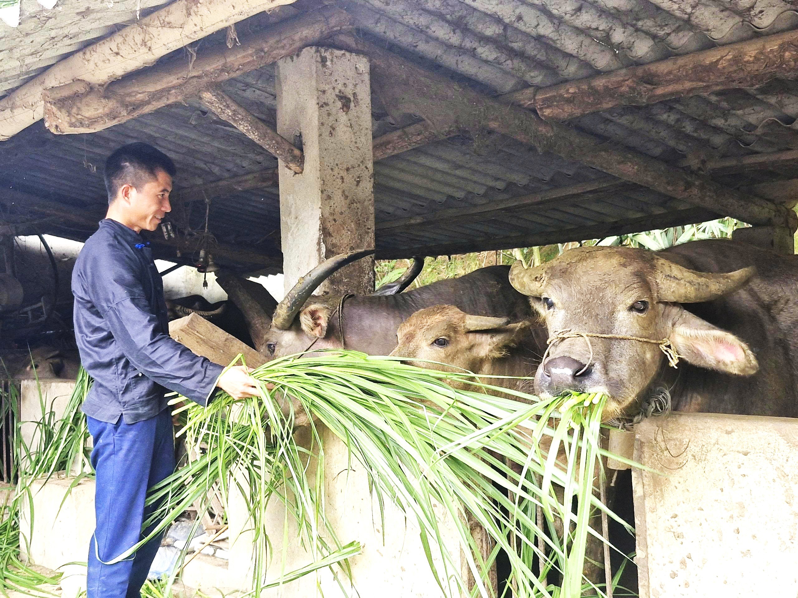 Trưởng thôn Pờ Văn Minh tích cực phát triển mô hình kinh tế tổng hợp: trồng chè, trồng dứa và chăn nuôi gia súc. 1-12.jpg