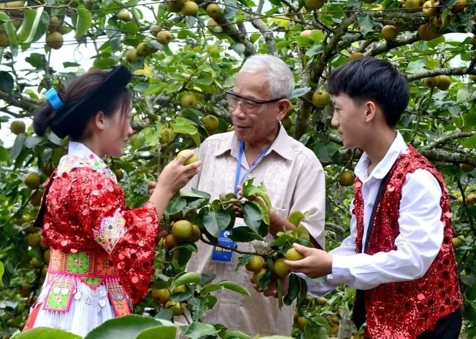 mùa lê tai nung Nậm Pung, 5-2023.jpg