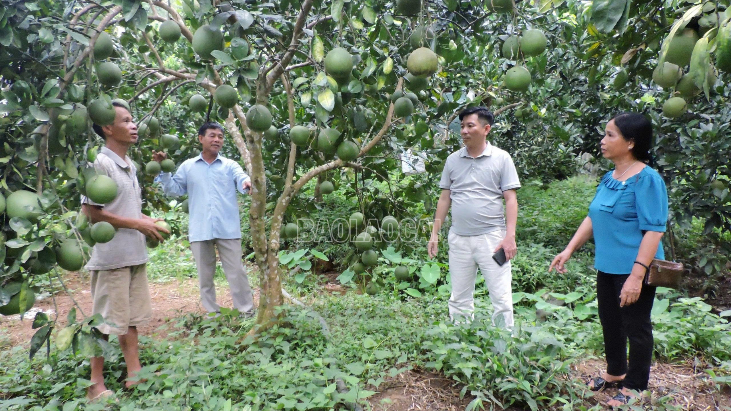 Tại các vùng quê ngày càng có nhiều mô hình phát triển kinh tế mang lại thu nhập cao cho người dân. c-ntm3.jpg