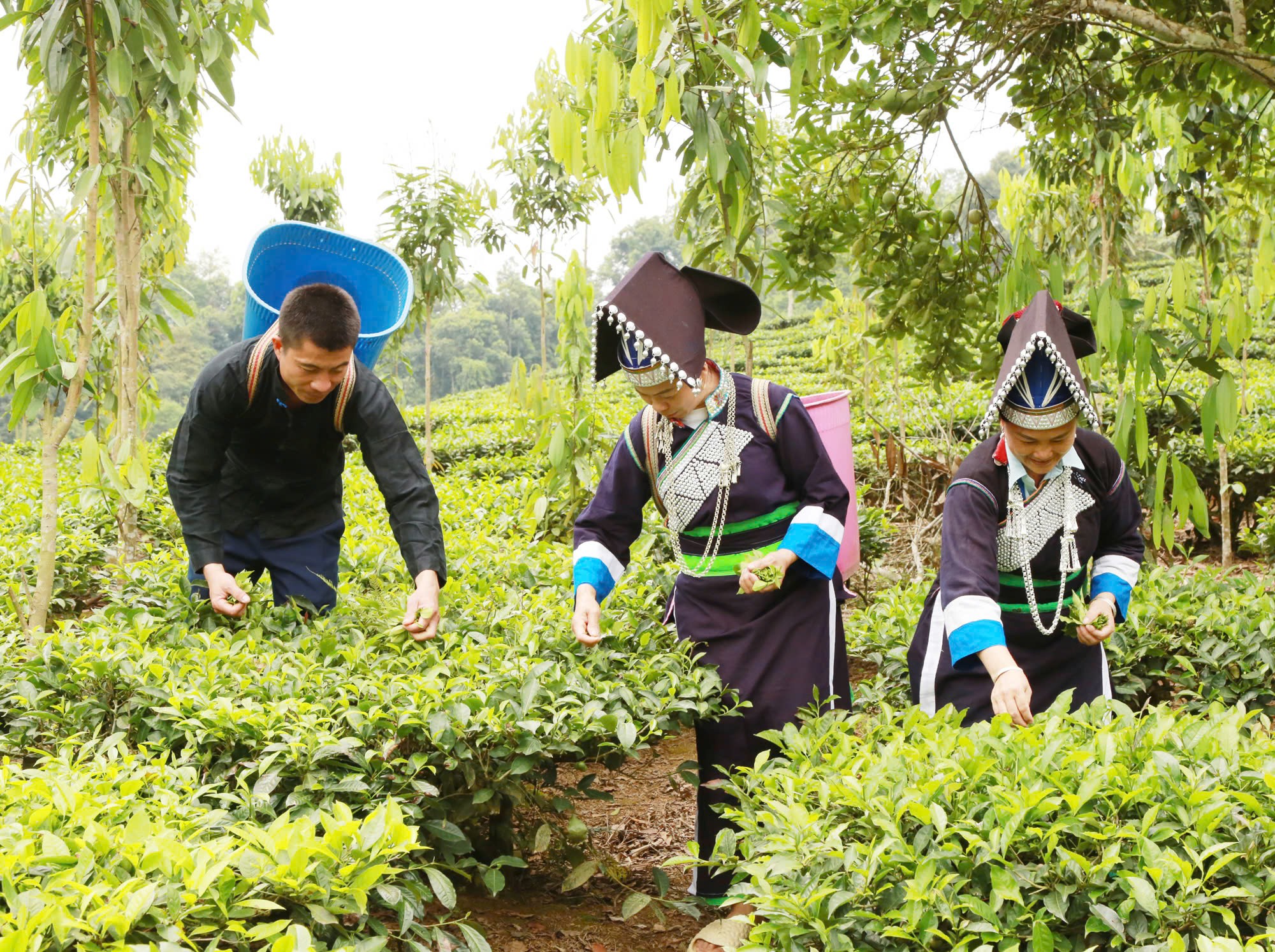 Sinh ra và lớn lên ở thôn Bản Sinh nên Pờ Văn Minh luôn thấu hiểu nỗi nhọc nhằn, vất vả của đồng bào Pa Dí nơi đây. z7012416168055-28f5208e31e9259faa6e2c33a7d3c973.jpg