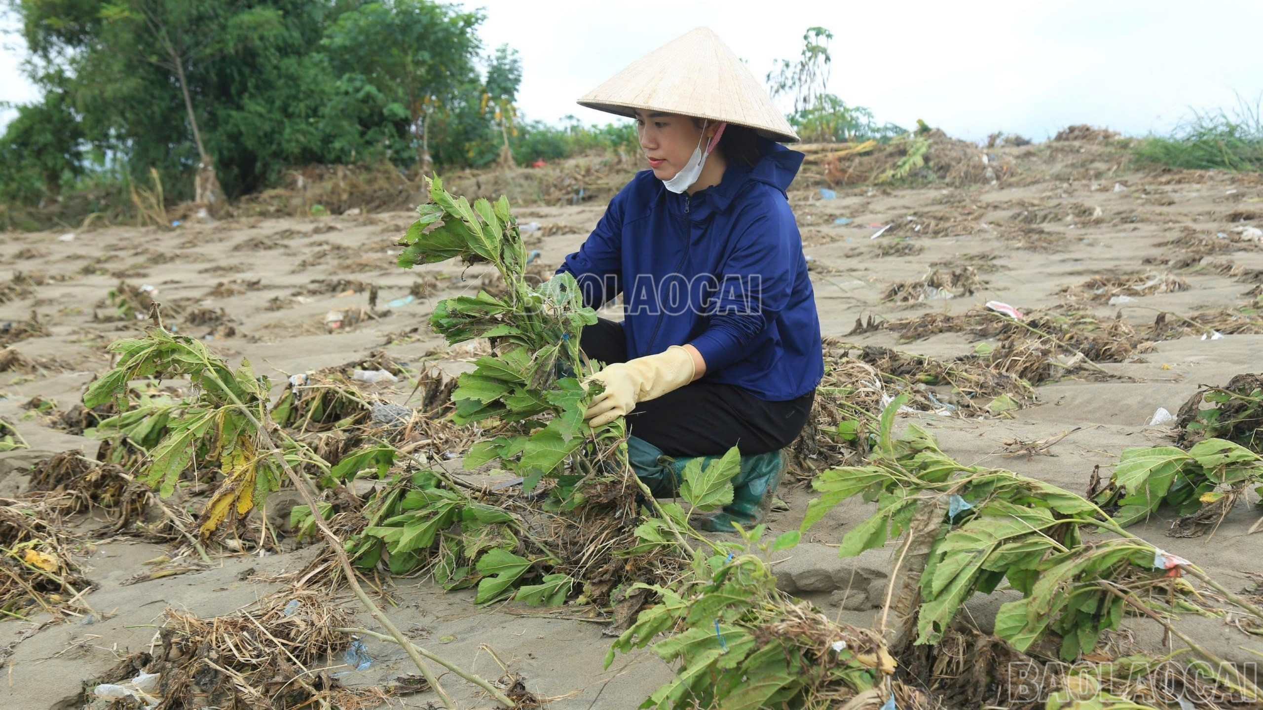 Người dân bên những cây dâu bị đổ rạp do mưa lũ. baolaocai-c-z7147164913290-0a6967609e32a25830410d939a8d095f.jpg