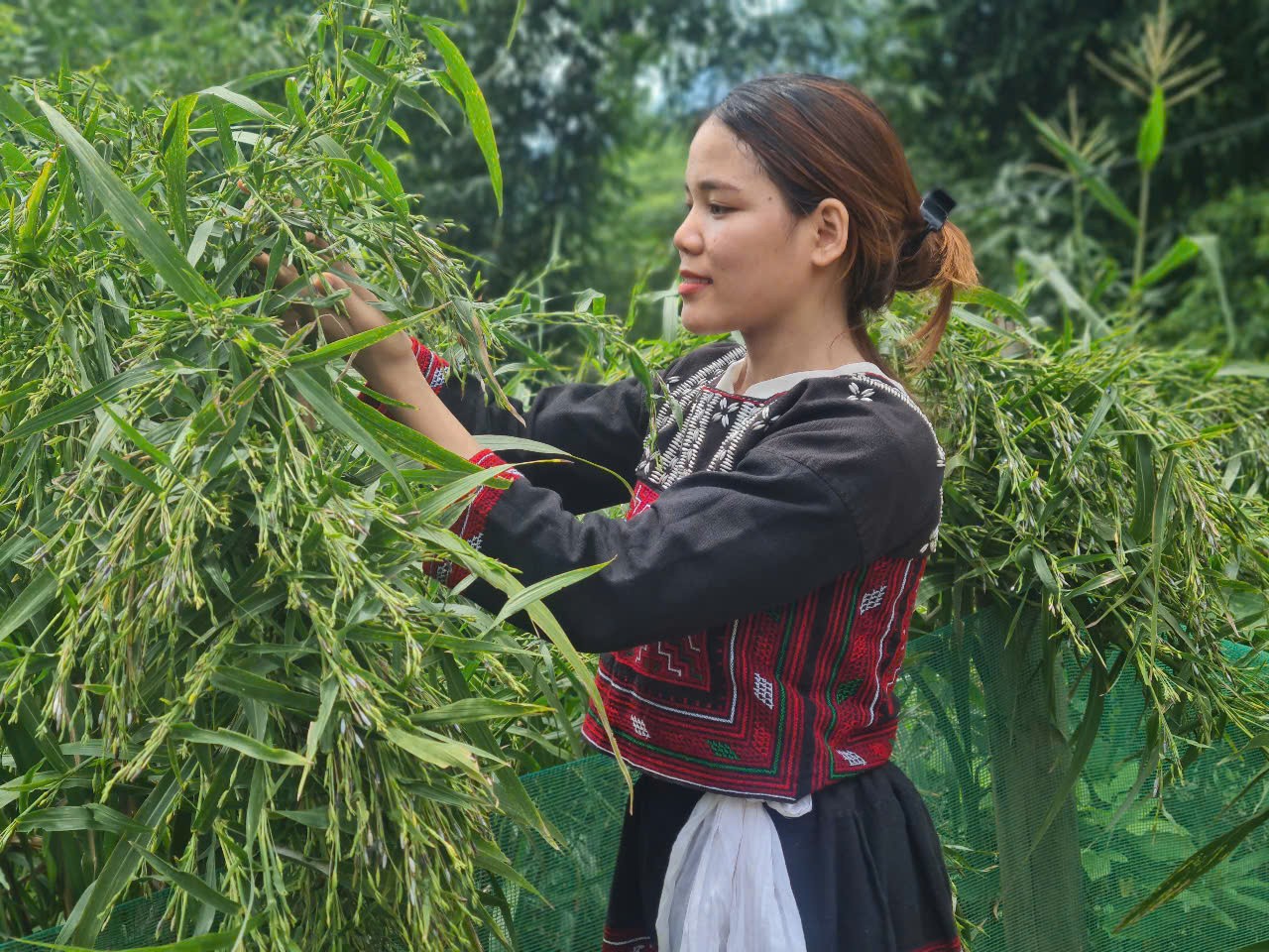 Người Xá Phó thu hoạch hạt cườm vào mùa thu, khi ấy cườm đã đủ độ già để đính áo. z6742330423233-ce3957912db966ef4d85bfd0f57bdec8.jpg
