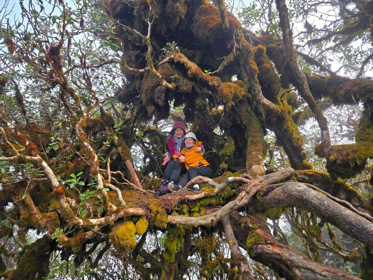 Những thân cây cổ thụ hàng trăm năm tuổi phủ kín rêu phong.