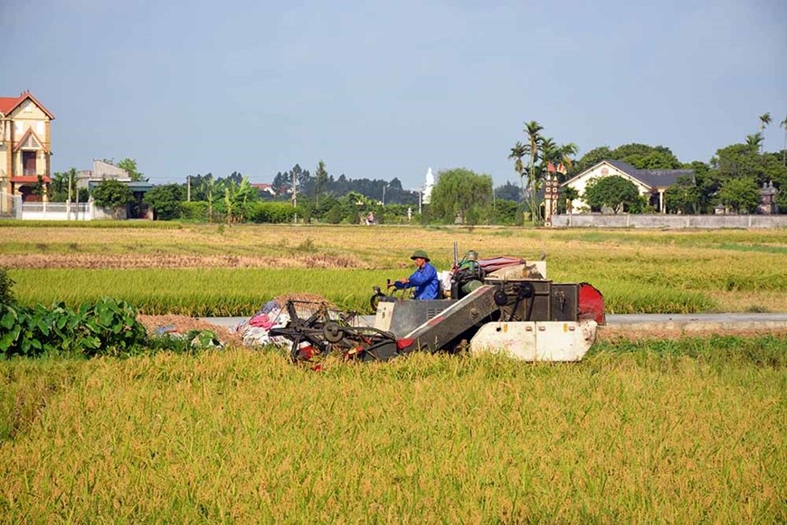 កសិករនៅស្រុក Thanh Ha ខេត្ត Hai Duong ច្រូតស្រូវ។ Nông dân huyện Thanh Hà, tỉnh Hải Dương thu hoạch lúa.