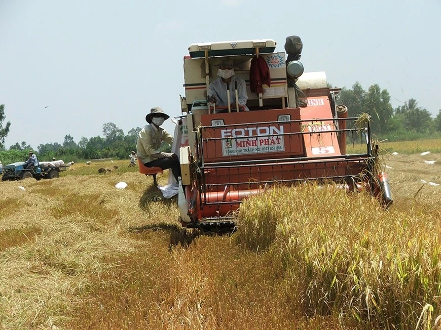 Nông dân huyện Tam Bình, tỉnh Vĩnh Long thu hoạch lúa.