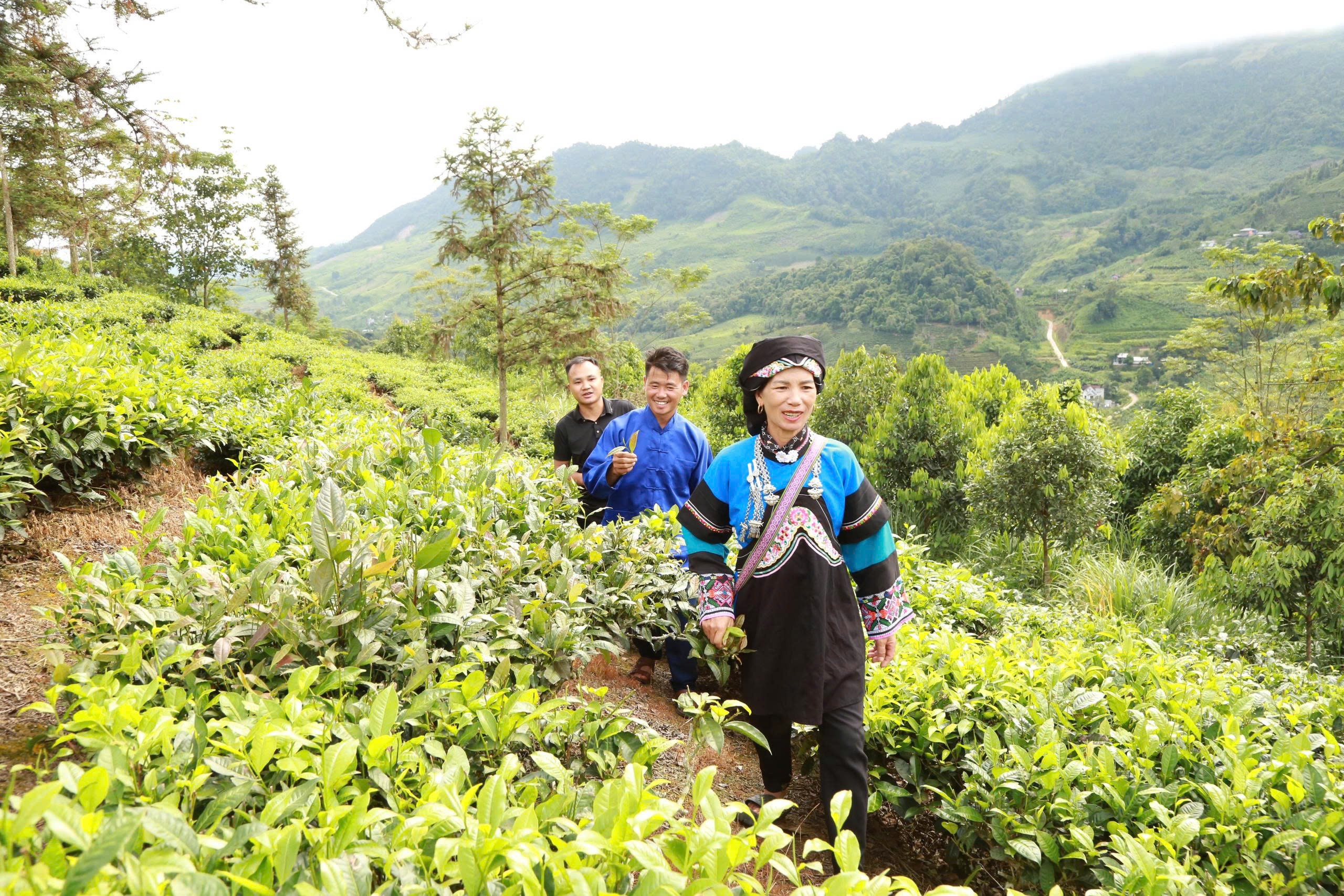 Người dân Lao Hầu đã có thêm thu nhập từ trồng chè. z7015666502021-b65e6b58e4e45633186189aceefc2789.jpg
