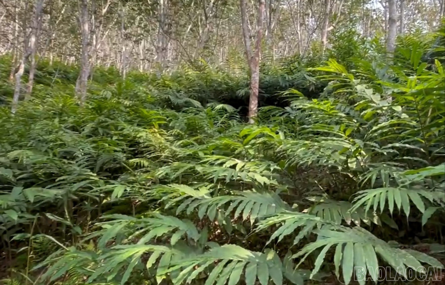 Rubber trees are intercropped with cardamom plants. baolaocai-br-cay-sa-nhan.jpg
