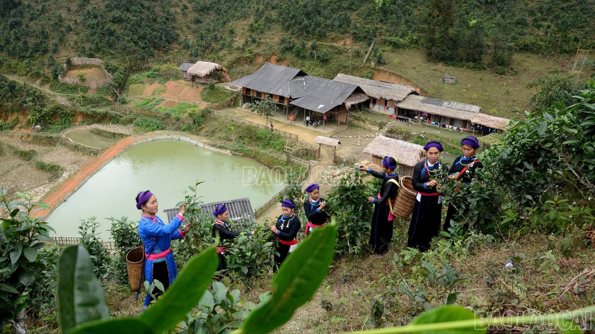 Xã Bản Liền phát huy thế mạnh cây chè Shan tuyết gắn với phát triển du lịch cộng đồng. baolaocai-c-z7146522526974-ce628777adff61627f4b23dacf1a3d6c.jpg