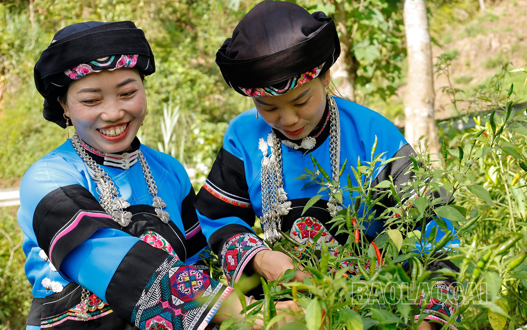 Phụ nữ Mường Khương thu hái ớt để làm tương. Ảnh: Đức Phương mg-0623-120-1.jpg