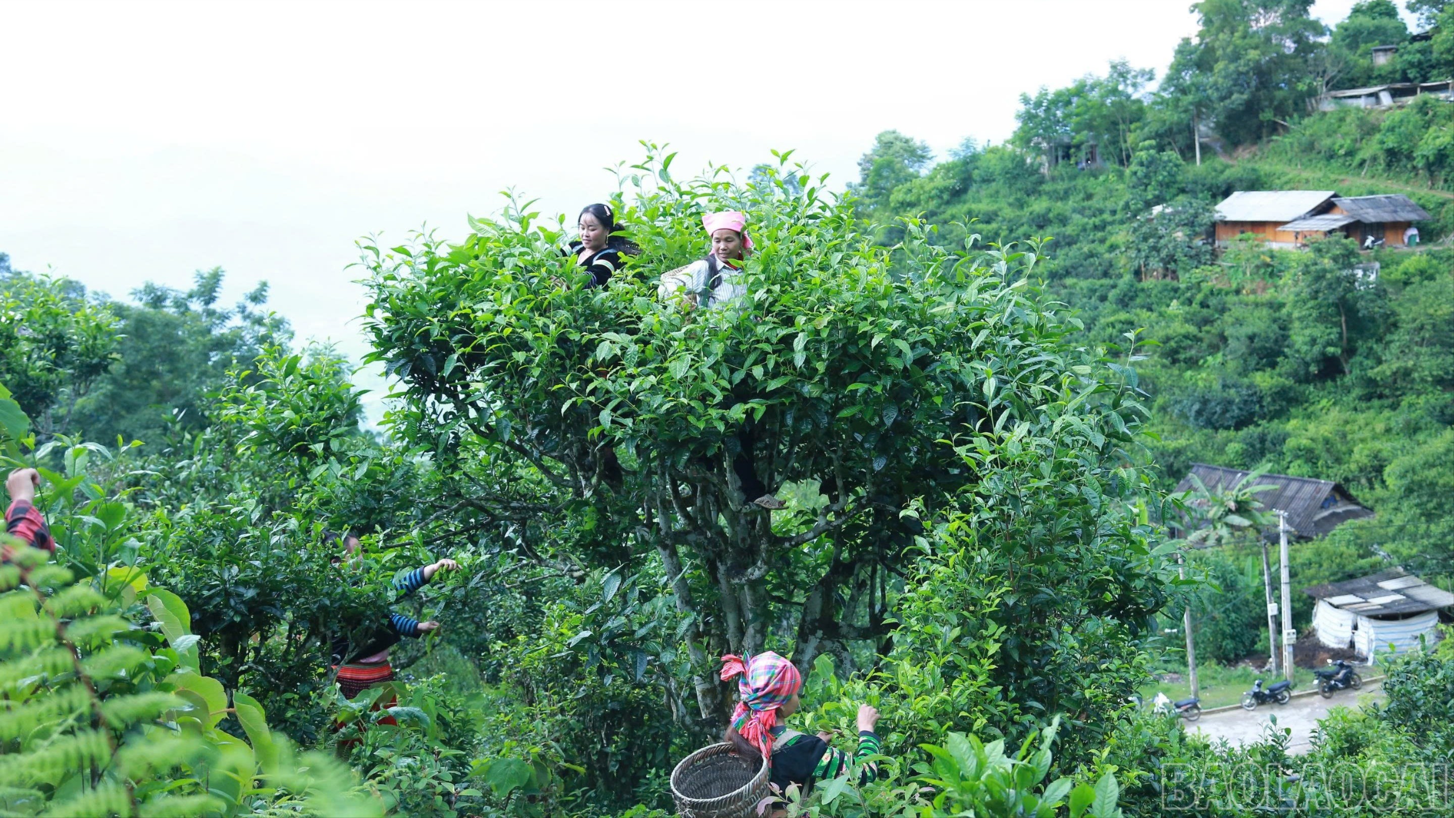 Phinh Ho در حال حاضر 322 هکتار چای شان توییت دارد که 115 هکتار آن چای باستانی است. br-gen-h-z7167678289384-7d32a74ea243447fa287902299ffd9ee.jpg