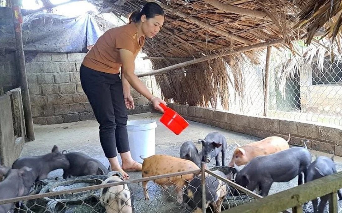 Mô hình phát triển chăn nuôi đem lại hiệu quả kinh tế cao. vb.jpg