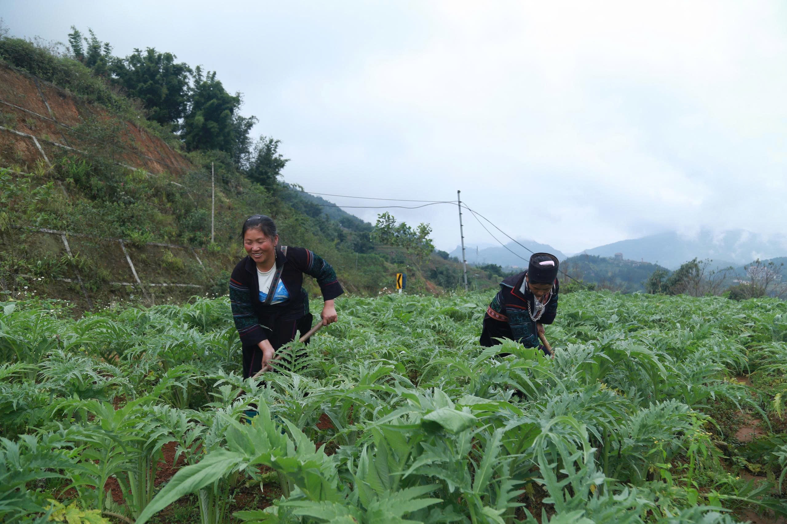 Mặc dù cây atiso đã tạo ra thương hiệu dược liệu lớn của Lào Cai, nhưng chưa phát triển hết tiềm năng.