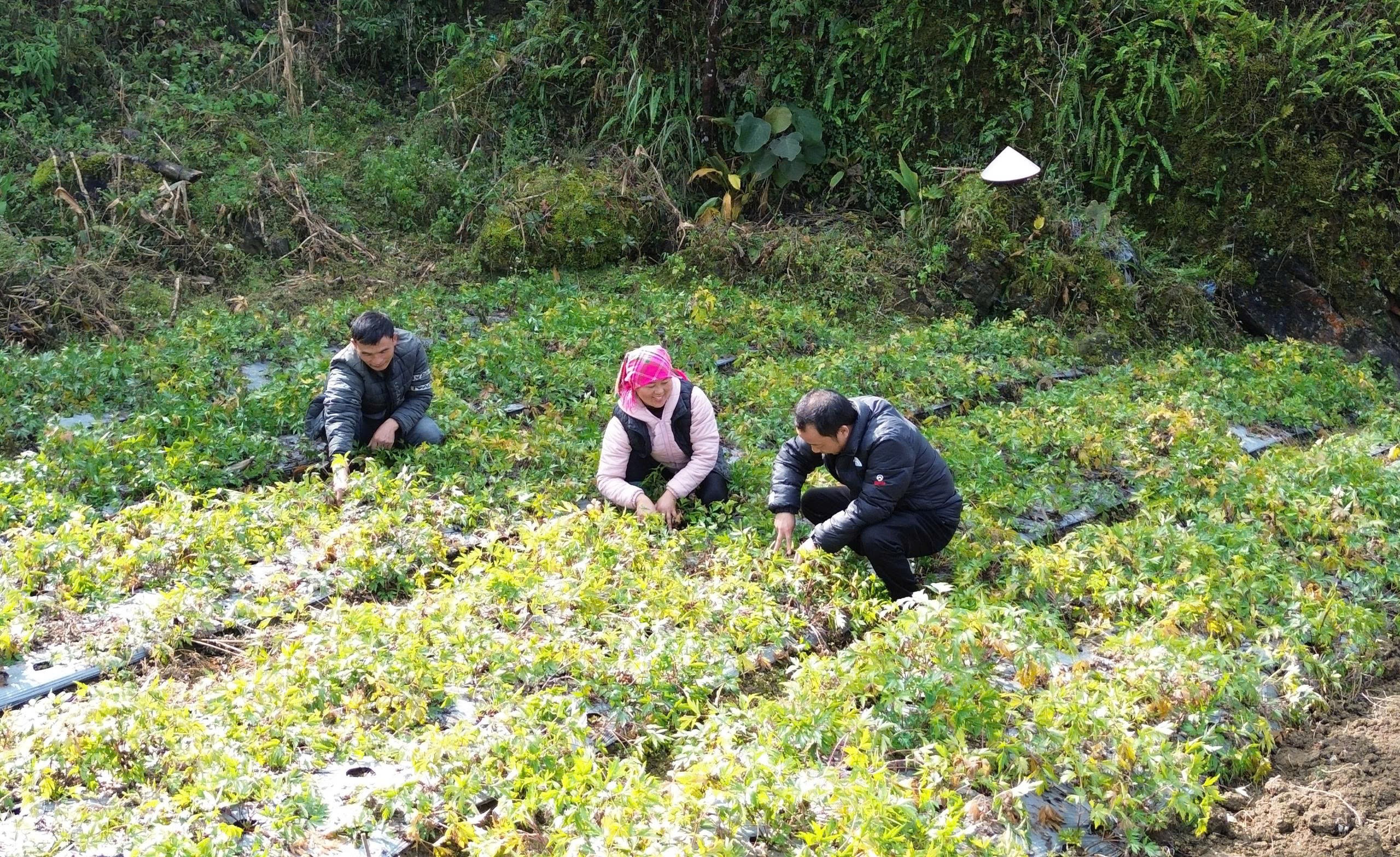 Mô hình trồng cây đương quy tại xã Lùng Phình.