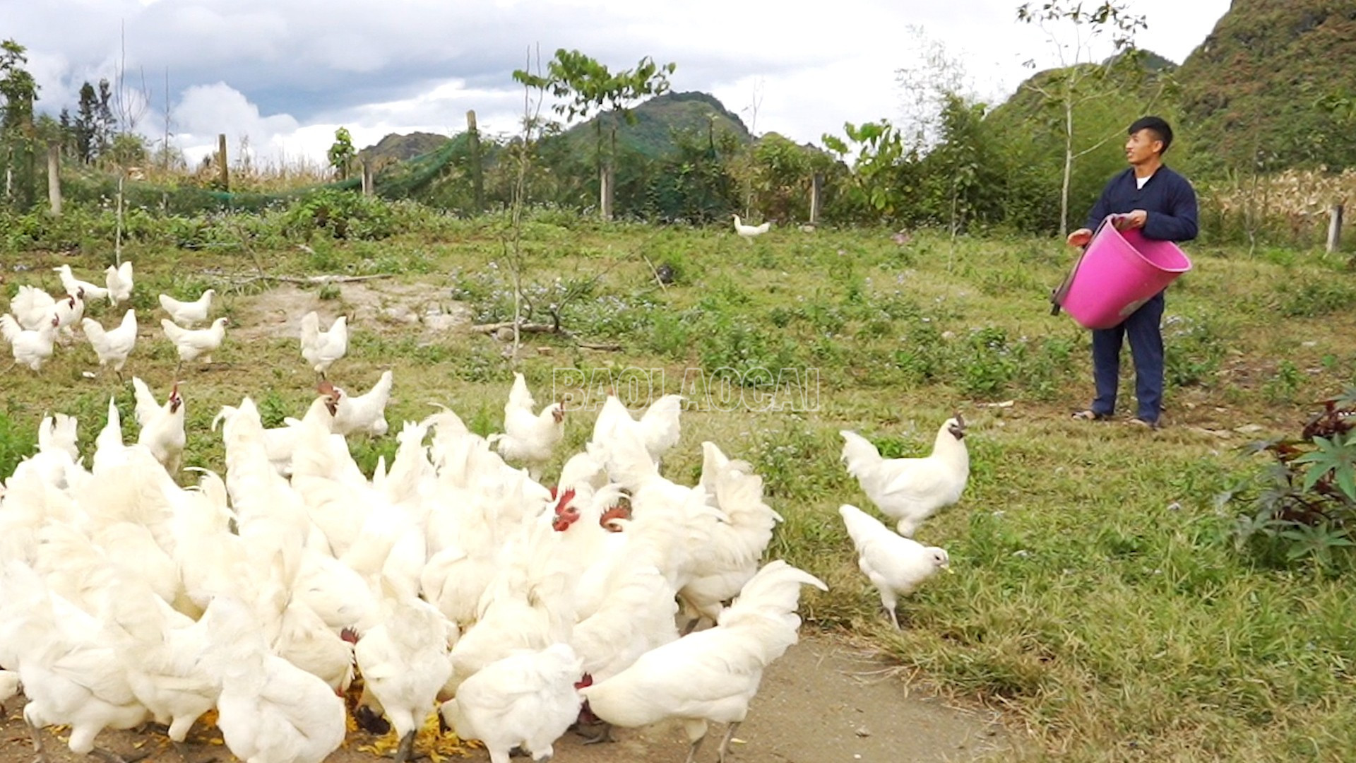 Từ một đôi gà giống đến nay đàn gà của anh Chơ đã có gần 1.000 con. baolaocai-c_5.jpg