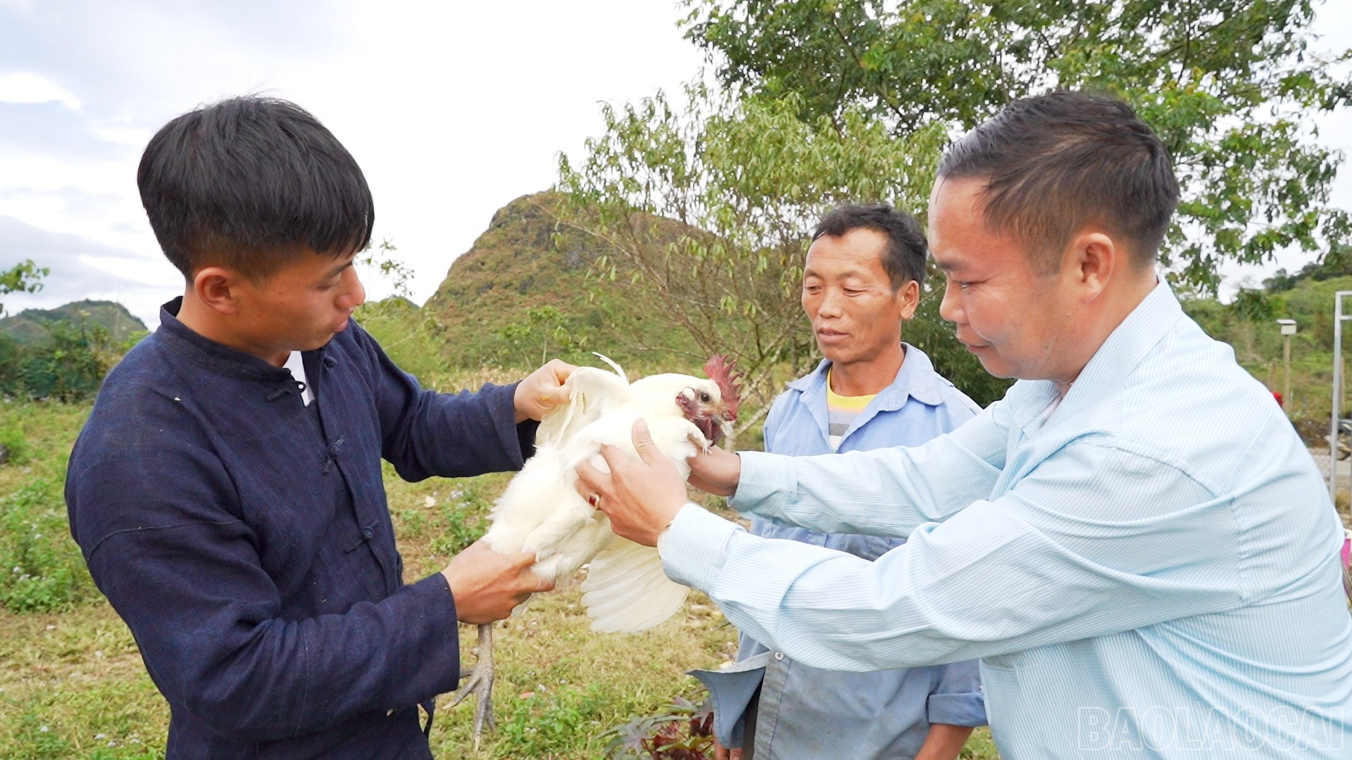 Mô hình nuôi gà của anh Chơ đã trở thành địa chỉ học hỏi của nhiều hộ dân trong vùng. baolaocai-br_7.jpg