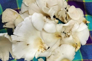 Mường Khương: Ngộ độc nấm, 3 người nhập viện
