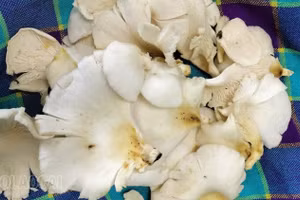 Mường Khương: Ngộ độc nấm, 3 người nhập viện