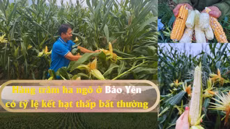 Hàng trăm ha ngô ở Bảo Yên có tỷ lệ kết hạt thấp bất thường