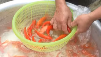Thị trường cá chép đỏ trong dịp Tết ông Công, ông Táo