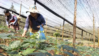 Triển khai hiệu quả Nghị quyết của HĐND tỉnh về chính sách khuyến khích, hỗ trợ phát triển dược liệu