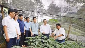 Thứ trưởng Bộ Nông nghiệp và Môi trường khảo sát mô hình sản xuất dược liệu và cây ăn quả tại xã Bắc Hà