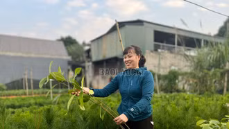 Trồng rừng đạt 94,6% kế hoạch năm