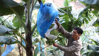 Sản lượng chuối toàn tỉnh đạt hơn 41.600 tấn
