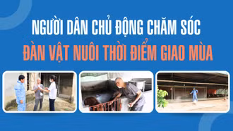 Người dân chủ động chăm sóc đàn vật nuôi thời điểm giao mùa