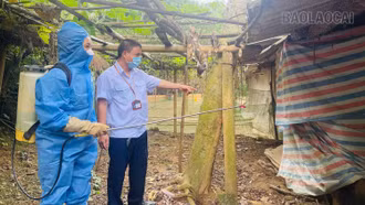 Lào Cai chủ động khoanh vùng, ngăn dịch lở mồm long móng trên đàn gia súc