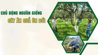 Chủ động nguồn giống cây ăn quả ôn đới