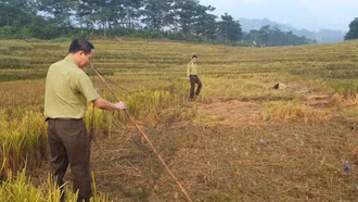 Tăng cường kiểm tra, ngăn chặn săn bắt chim di cư