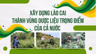 Xây dựng Lào Cai thành vùng dược liệu trọng điểm của cả nước