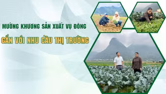 Mường Khương sản xuất vụ đông gắn với nhu cầu thị trường