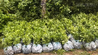 Mường Khương cấp hơn 230.000 cây giống, mở rộng vùng chè
